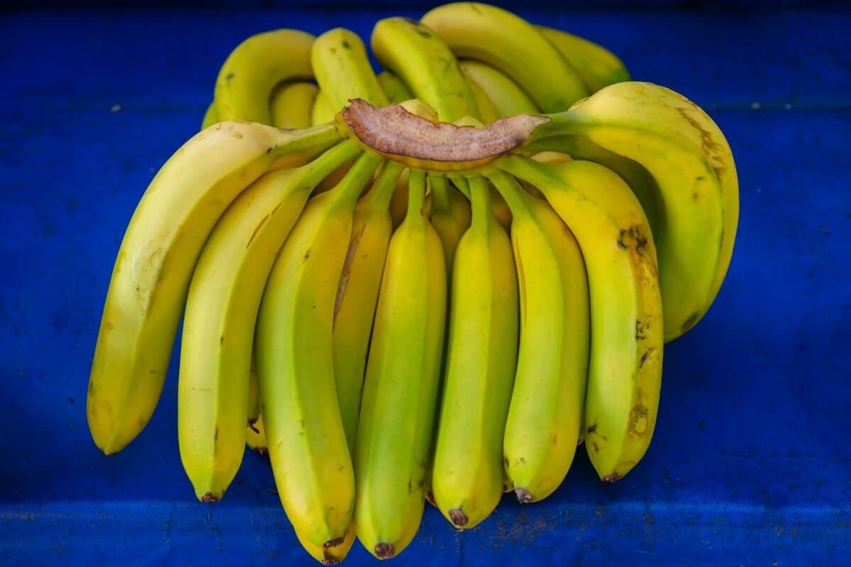 Organic bananas on blue background.